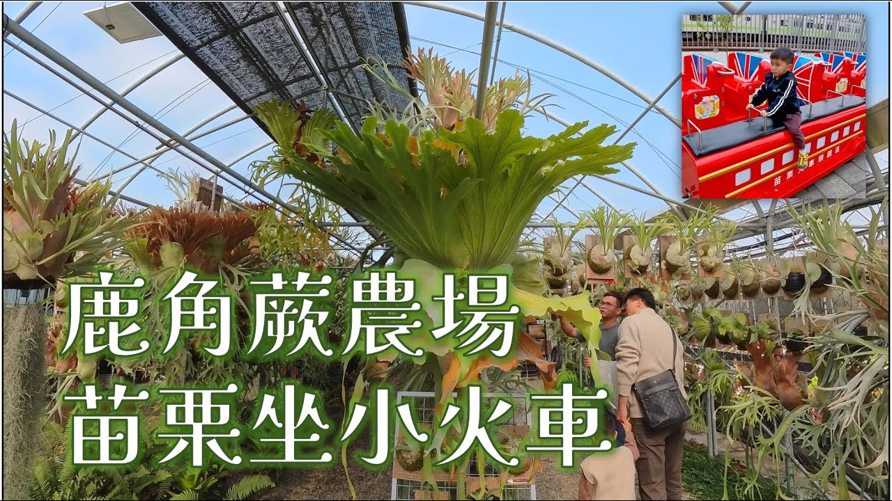 來台中看美麗壯碩的鹿角蕨，去苗栗火車頭園區坐遊園小火車 | Staghorn fern farm in Taichung. Miaoli Railway Museum tour train.