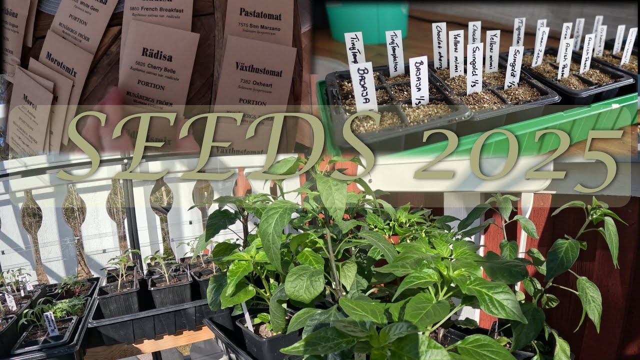 SEEDS 2025 (planning, seeding, transplanting in our Nordic garden)