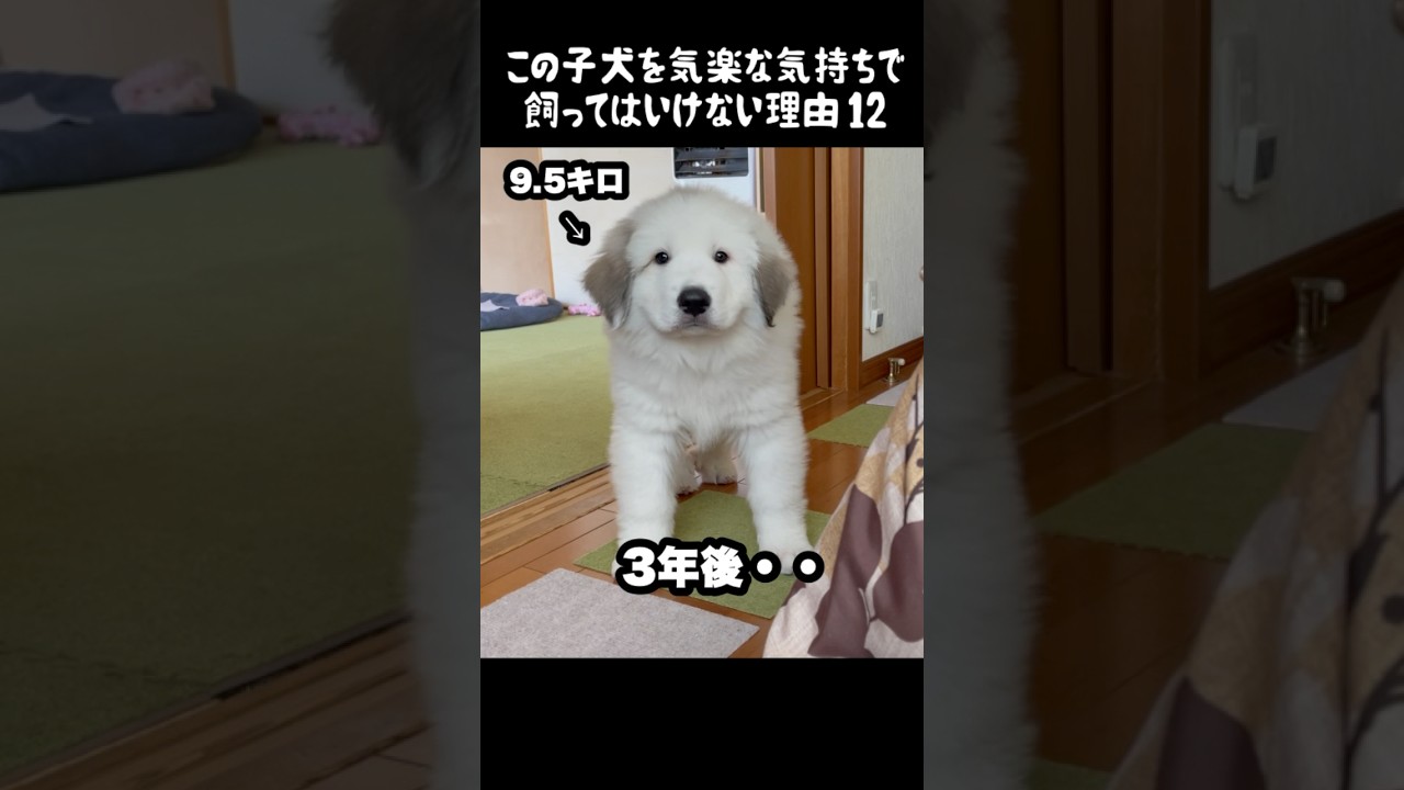 予想以上の成長をした子犬12 