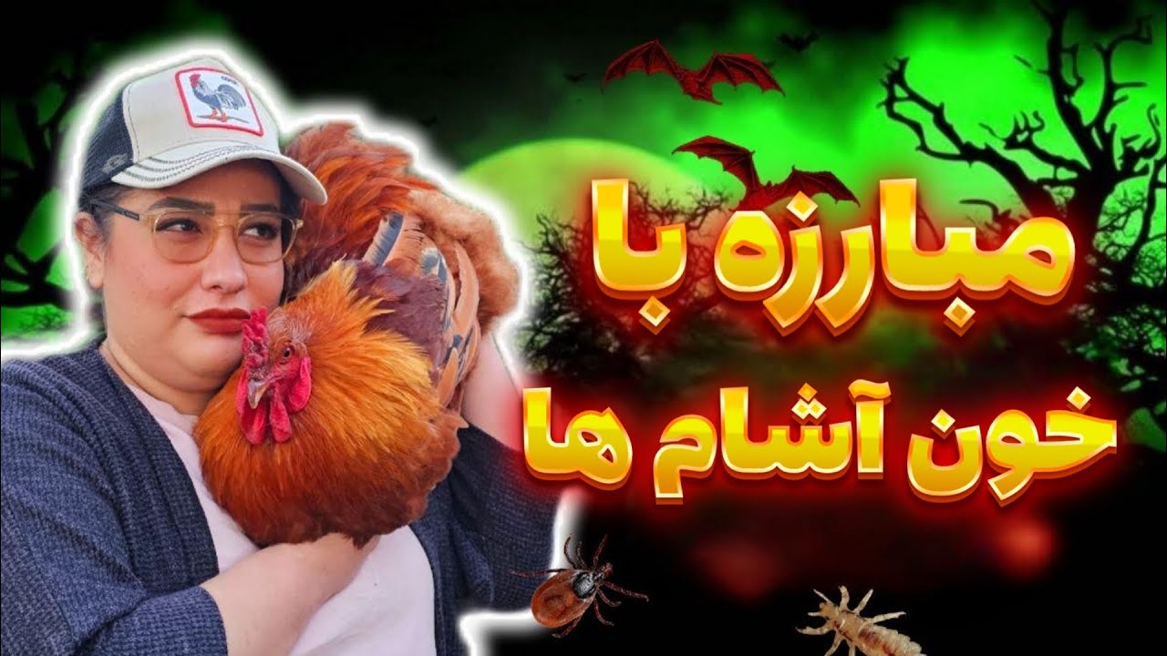 انگل های خونخوار !! شپش و کنه ها رو جدی بگیرید تا گله مرغ و خروس هاتون از دست ندین !!