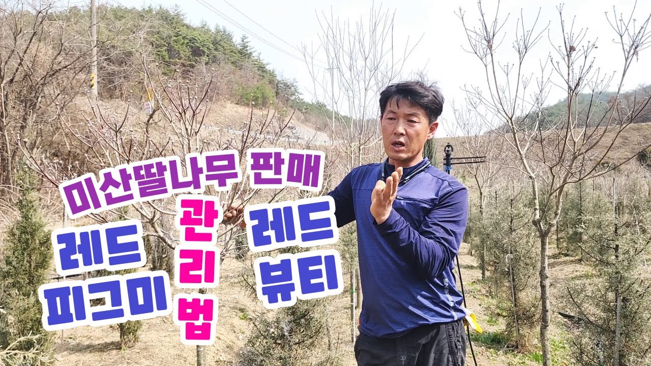 미꽃산딸나무 종류와 전정방법