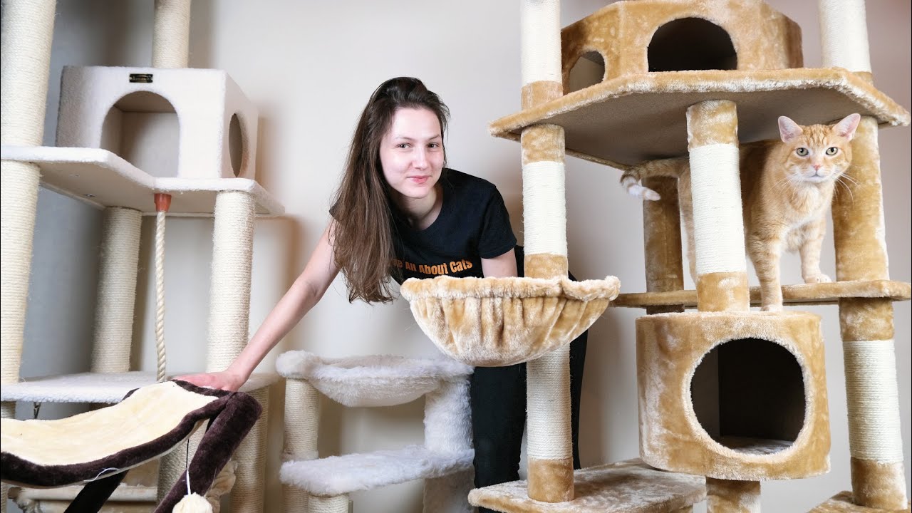 Пять лучших деревьев для кошек (мы перепробовали все)