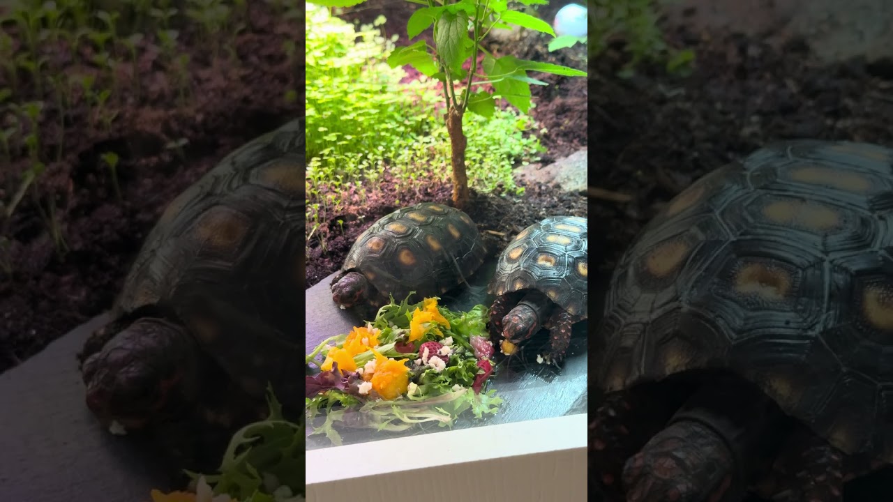 Love 👁️👁️ them Eat! #tortoise #turtle #reptiles 
