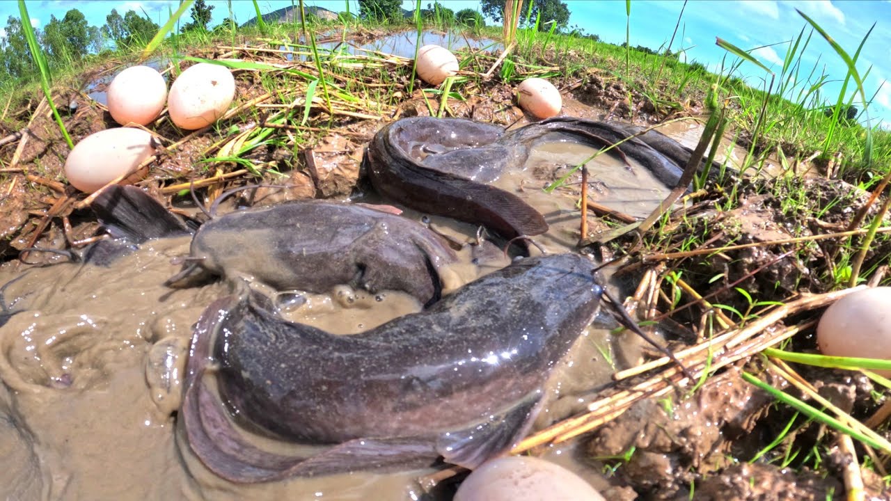 wow amazing Fishing, catch a lot of fish and pick duck eggs in rice field