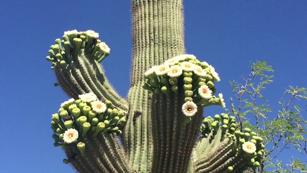 Watch: Saguaros are blitzing Sabino Canyon with blooms