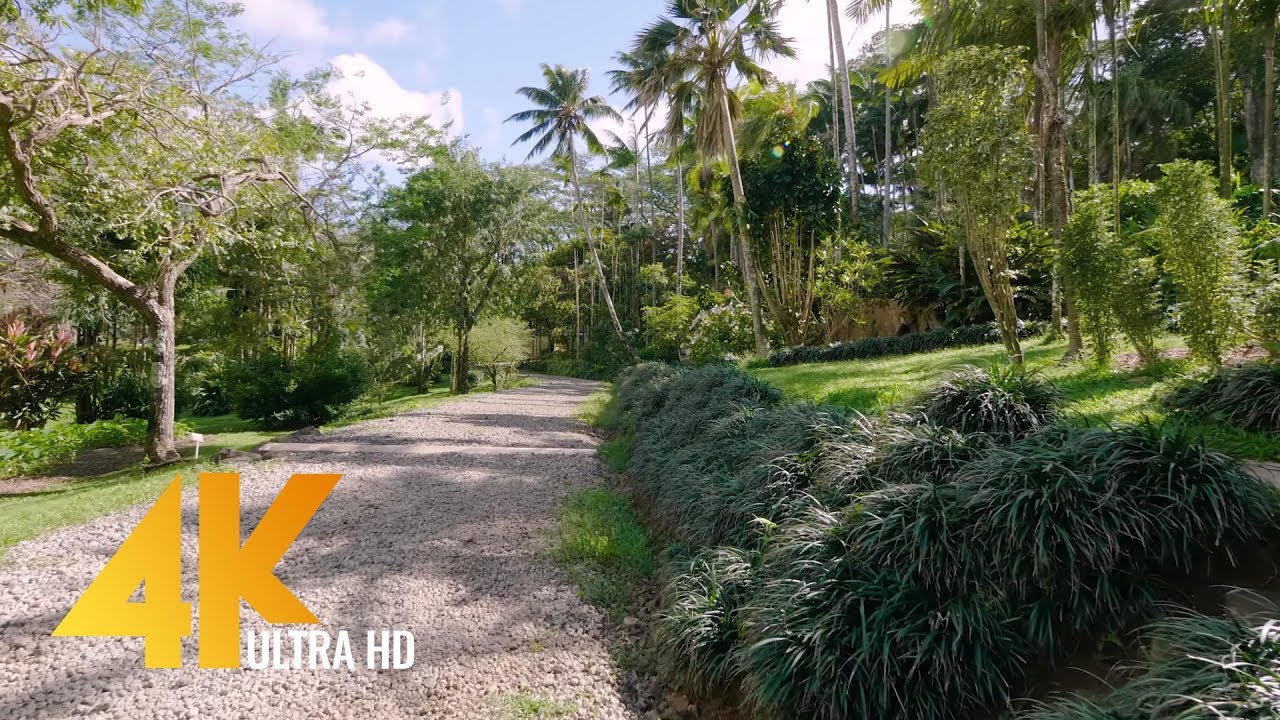 4K Nature Walk Video with Real Sounds of Nature - Hawaii, Oahu,  Lyon Arboretum