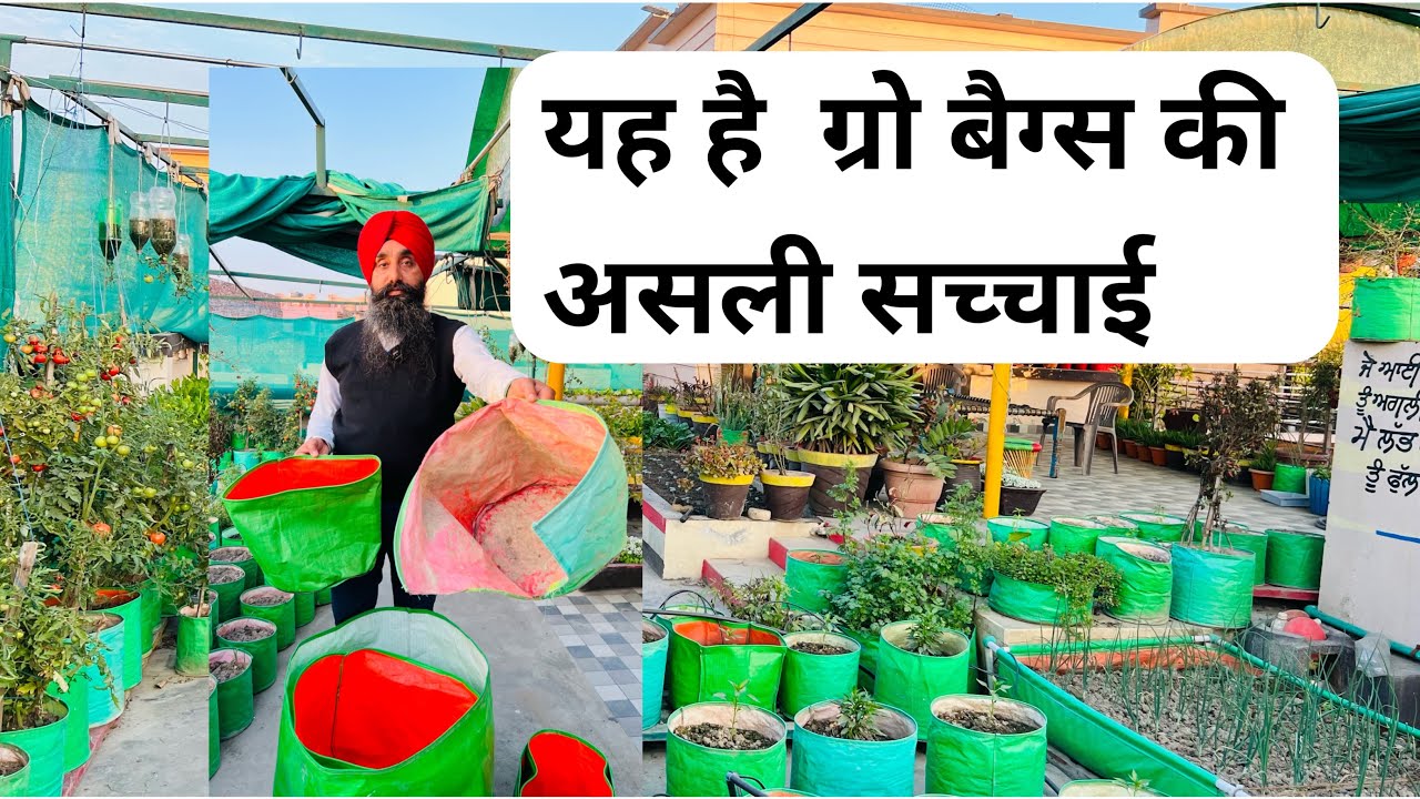 ग्रो बैग्स की असली सच्चाई || Grow Bags Ki Asli Sachai || @GreenLifeDiaries