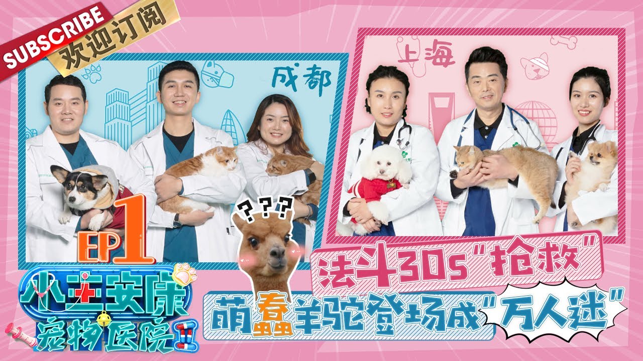 第1期：暖心回归！小仓鼠麻醉后画风清奇！轮椅狗狗体验中式针灸！法斗经历30秒生死考验！|《小主安康·宠物医院Ⅱ》Animal Hospital S2 EP1 20200416【东方卫视官方频道】