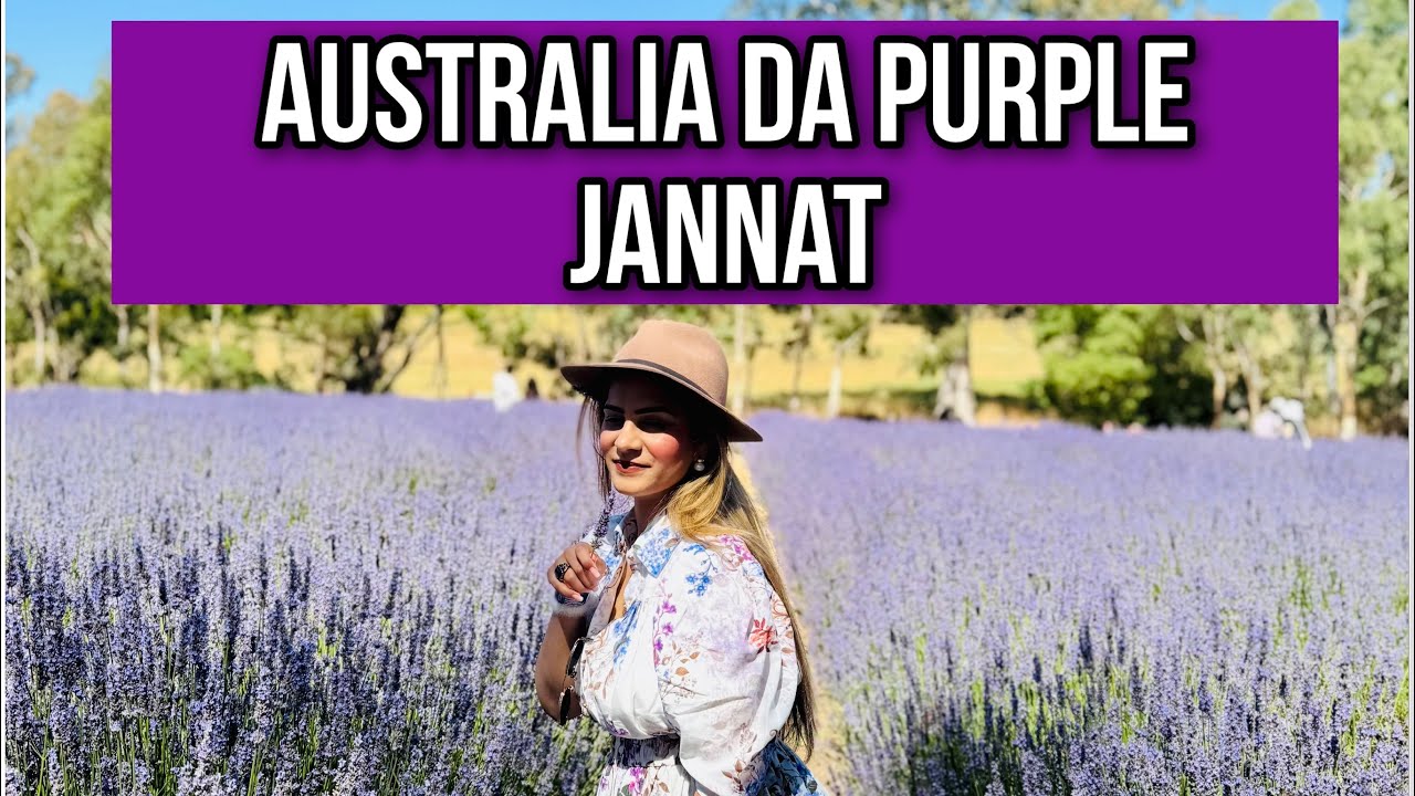 Punjab di Feel Australia Ch! 💜😱 | Hahndorf Lavender Estate Vlog