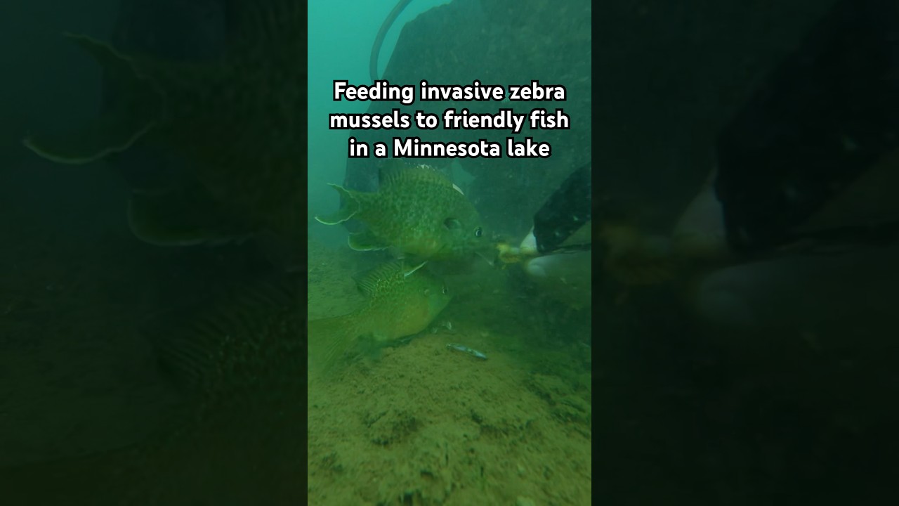 Zebra mussels are a huge problem in Minnesota lakes, but these fish loved them! #scuba #minnesota