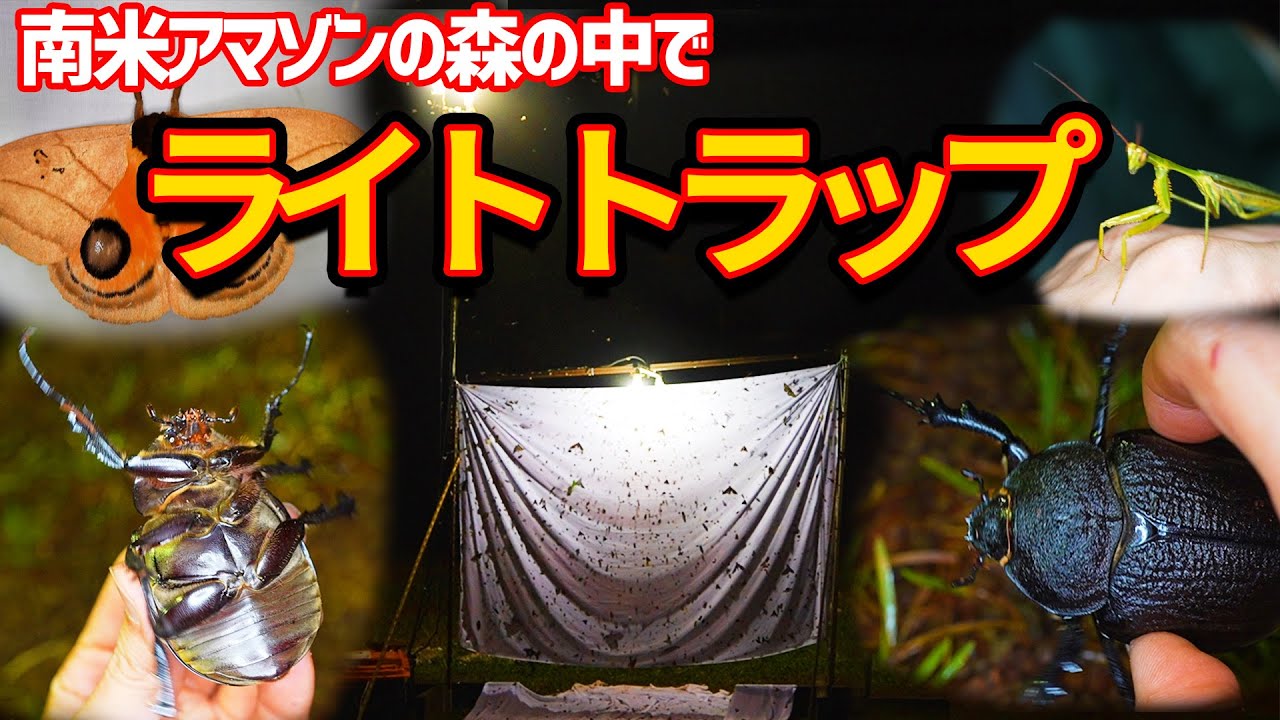世界最大級のゾウカブトが飛来するライトトラップ