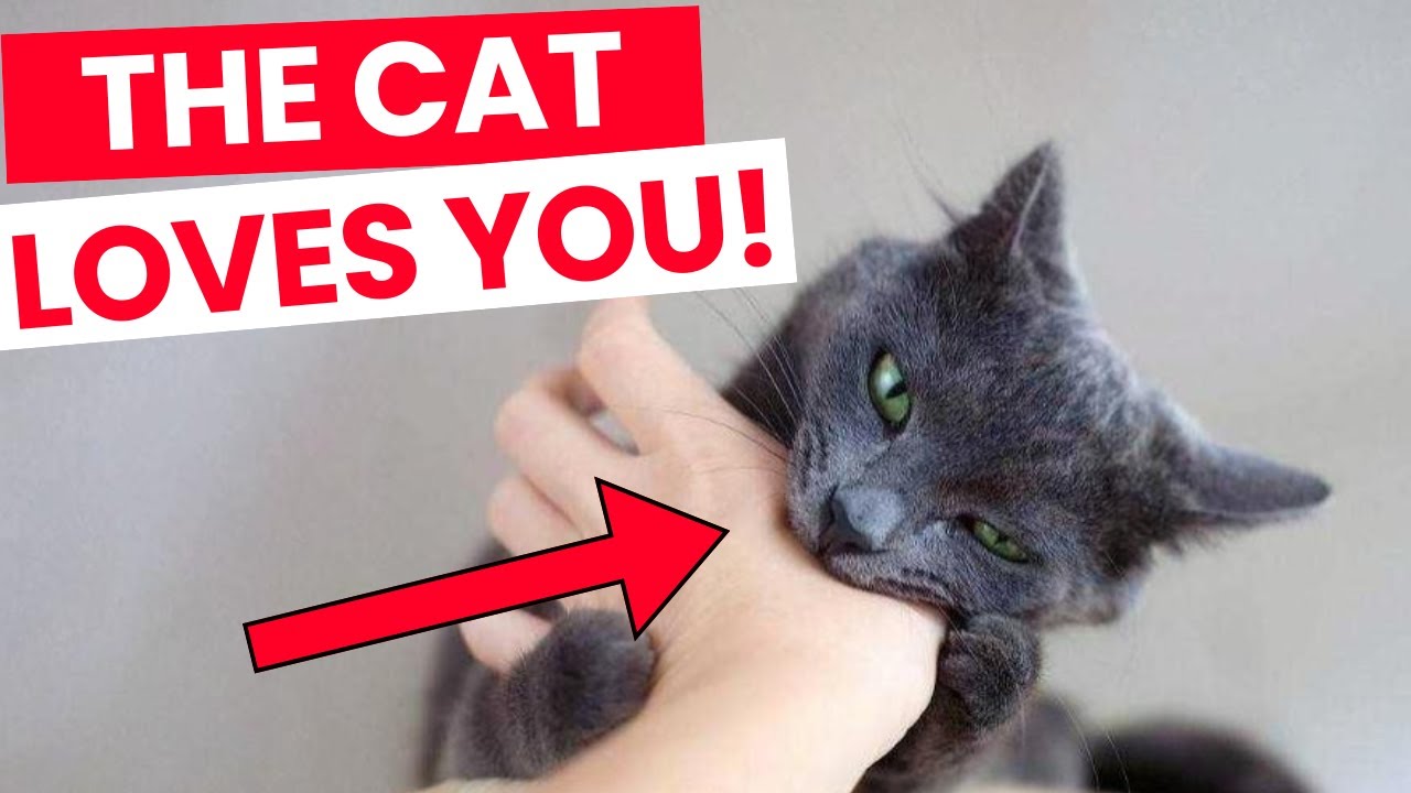 Does your cat love you? 11 correct signals!