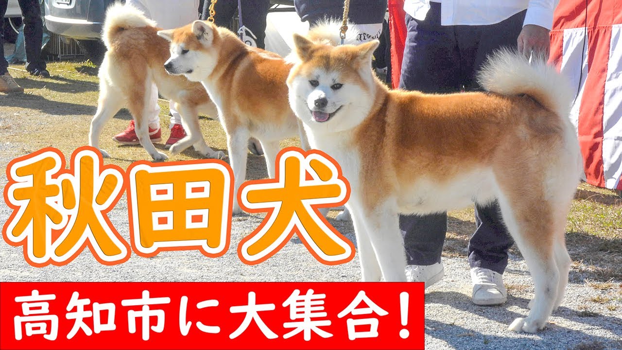 もふもふ！秋田犬の展覧会！＠高知市