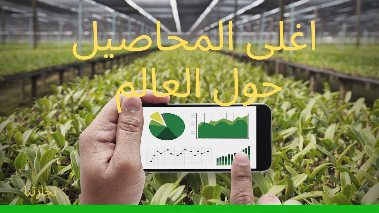 اغلى المحاصيل الزراعية حول العالم اغلى الخضروات  حول العالم