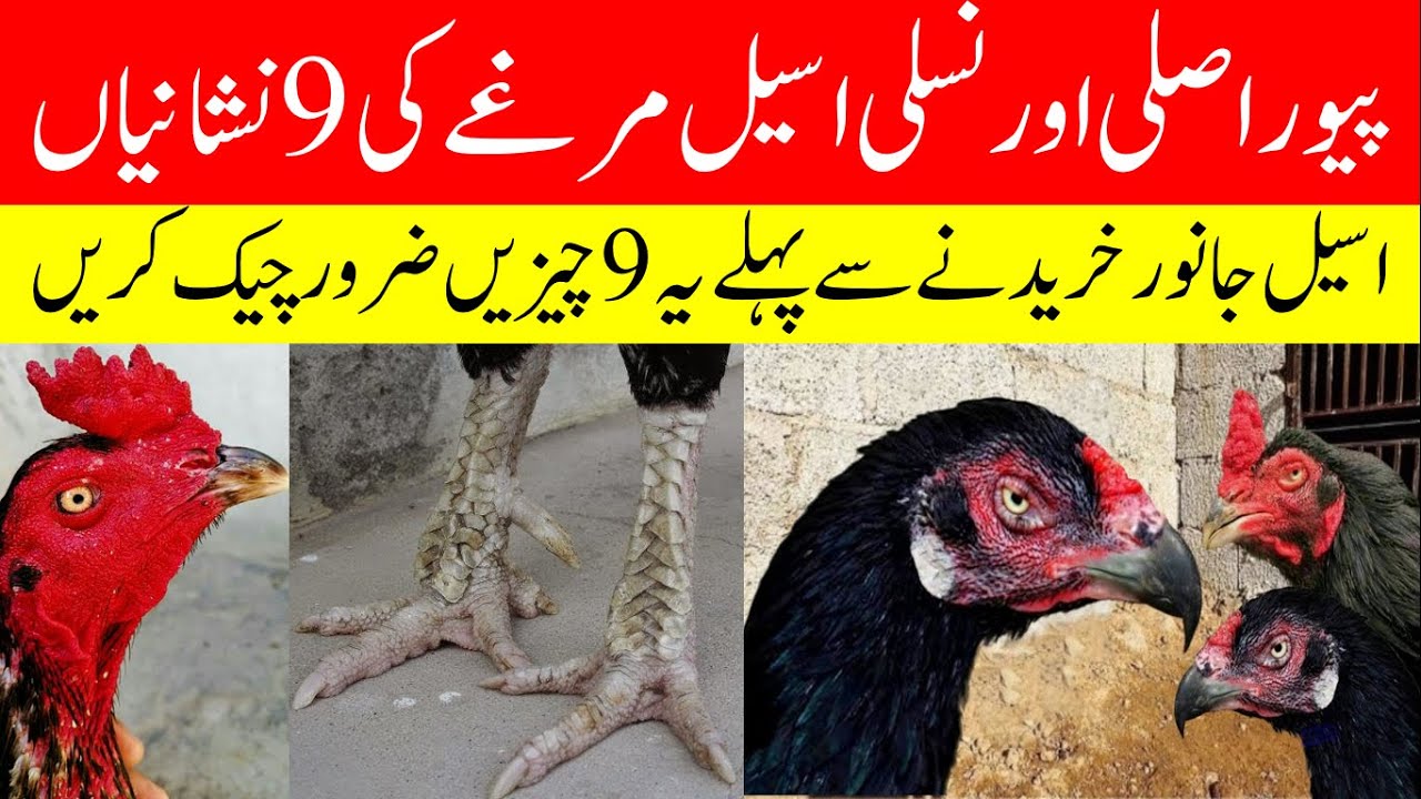 How to Identify Pure Aseel | Best Aseel Chicken | Aseel Murga ki Pehchan | Aseel Rooster