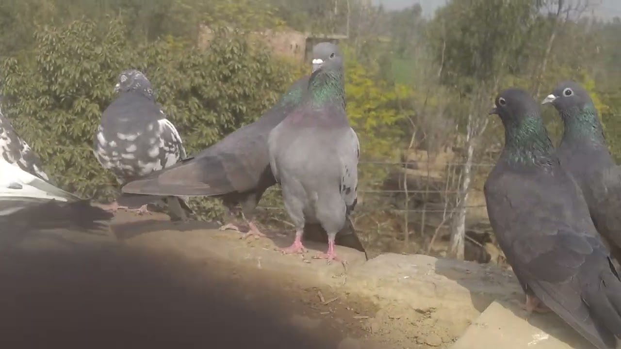 All pigeons ki video @Avengers_of_pigeon