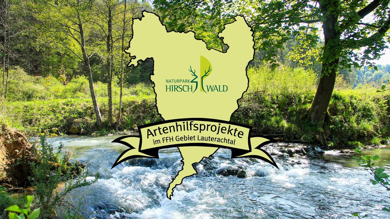 Artenhilfsprojekte im FFH-Gebiet Lauterachtal - Naturpark Hirschwald