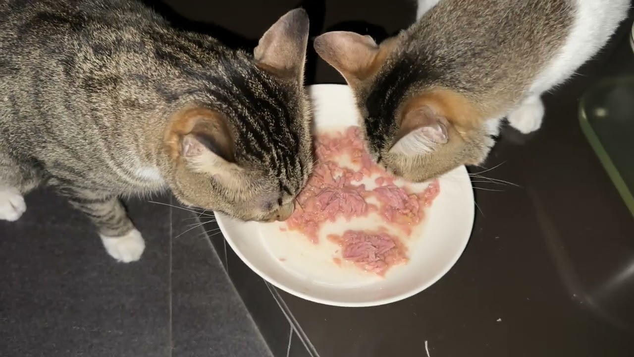 With my cats @frankip023 Mar04 2026 #cat #貓咪日常 