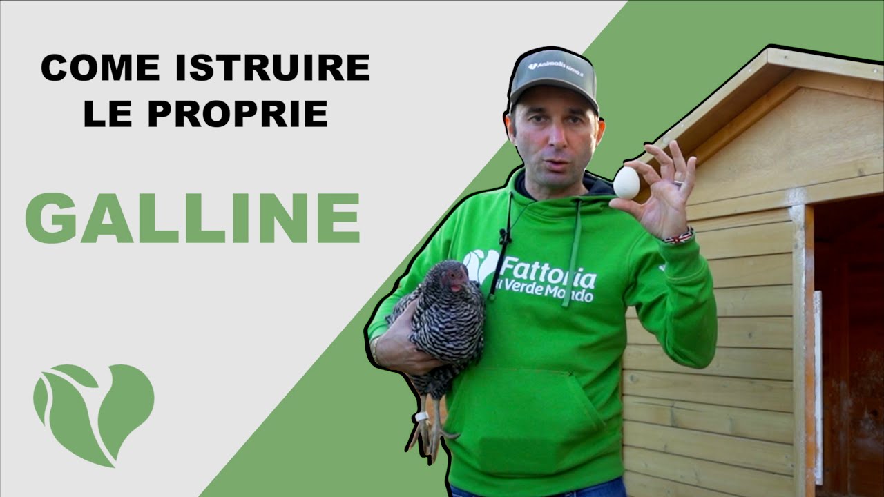 Cacca sulle uova: istruire galline a non farla | I nostri consigli per risolvere questo problema