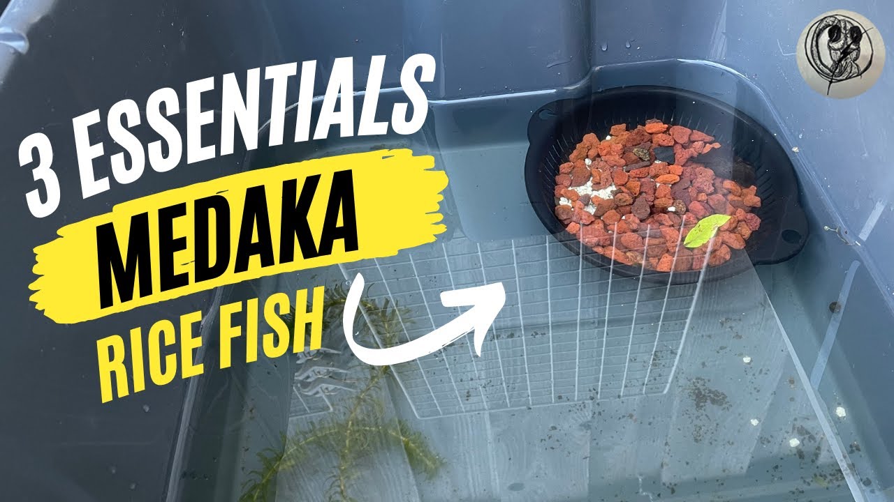 【MEDAKA】3 Essentials for the Japanese Medaka Ricefish Tub / Tank / Pond【メダカ】【RiceFish】【Ramshorn】