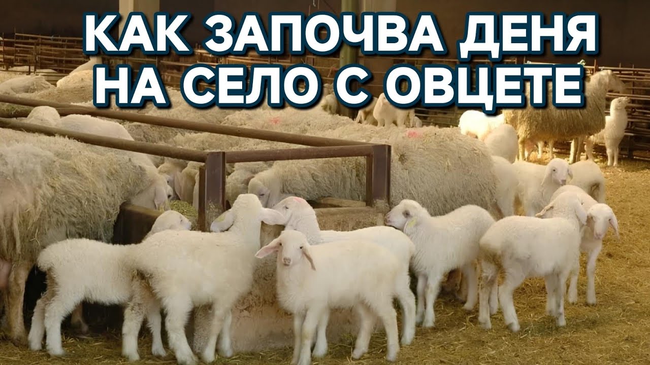 КАК НИ ЗАПОЧВА ДЕНЯ НА СЕЛО С ЖИВОТНИТЕ #animals #automobile #lifeisbutadream #villagelife #puppy 