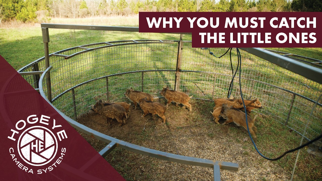 Trapping Feral Baby Hogs – Hog Control in Action