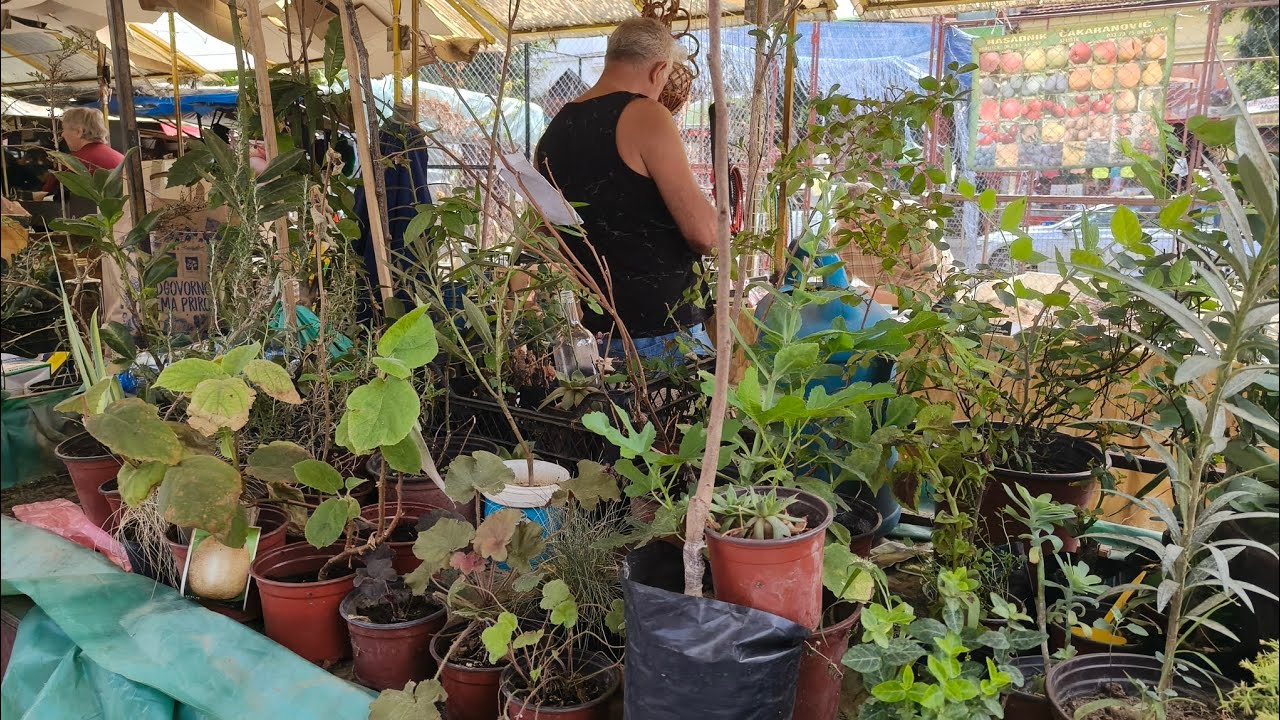Plants sold in the market of Pirot, southeastern Serbia