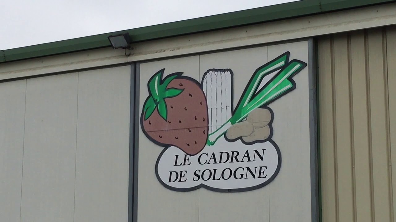 VIDÉO. Le petit Rungis de la fraise en pleine activité a Fontaine-en-Sologne