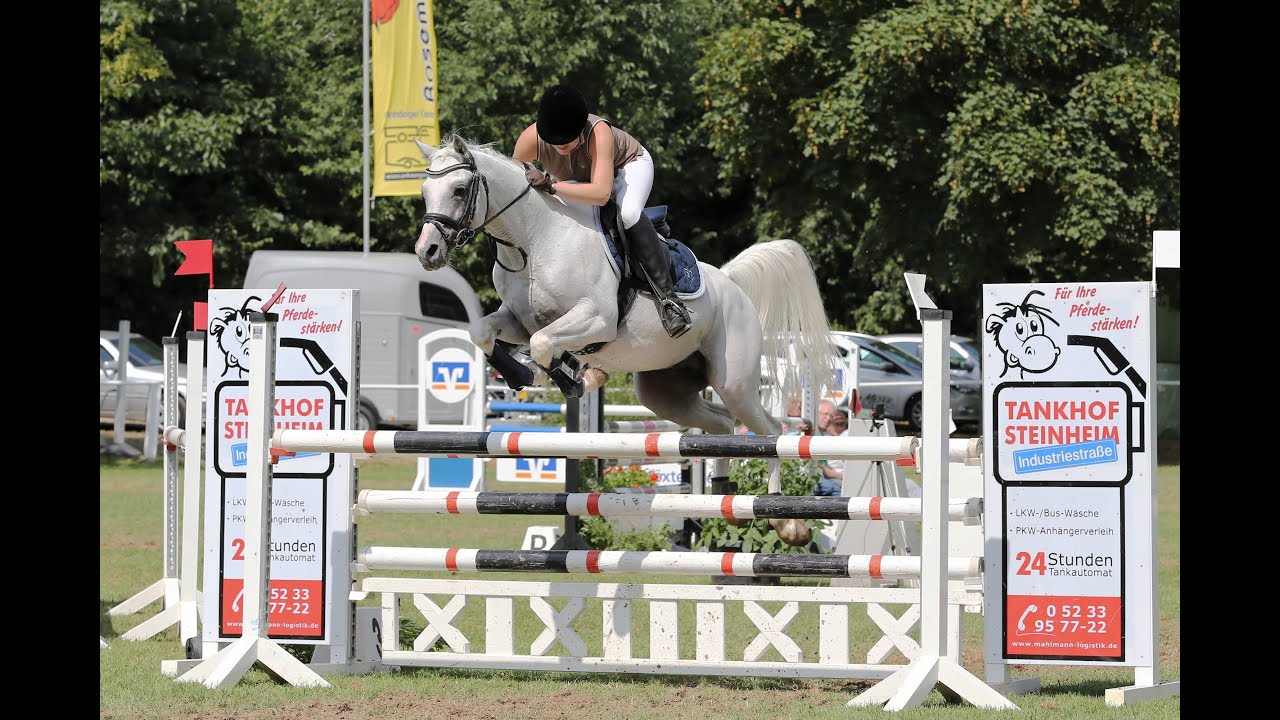 L- Zeit Springen Al Ashar - Vollblut-Araber - Arabian Horse Jumping