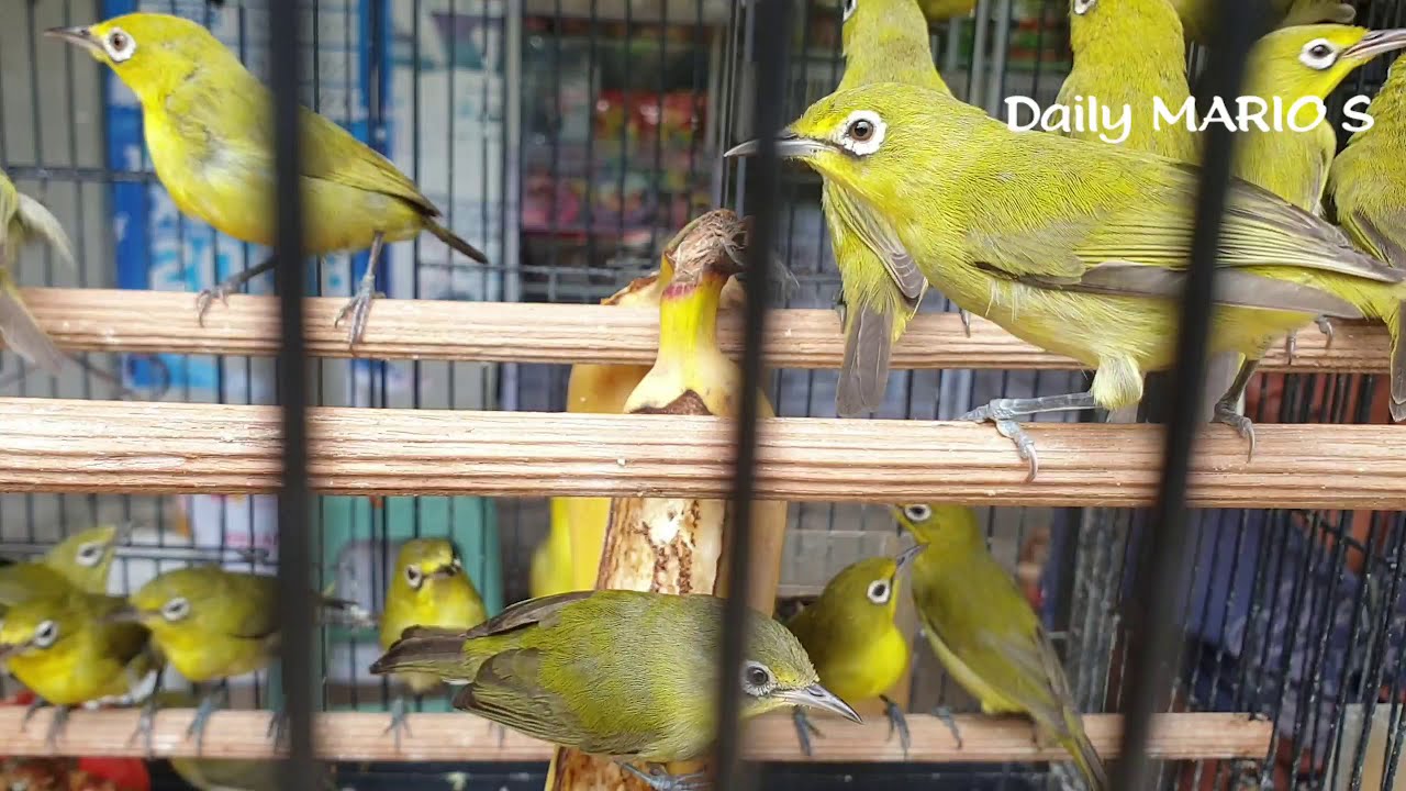 cara cepat memilih kecial kuning ombyokan/gebokan