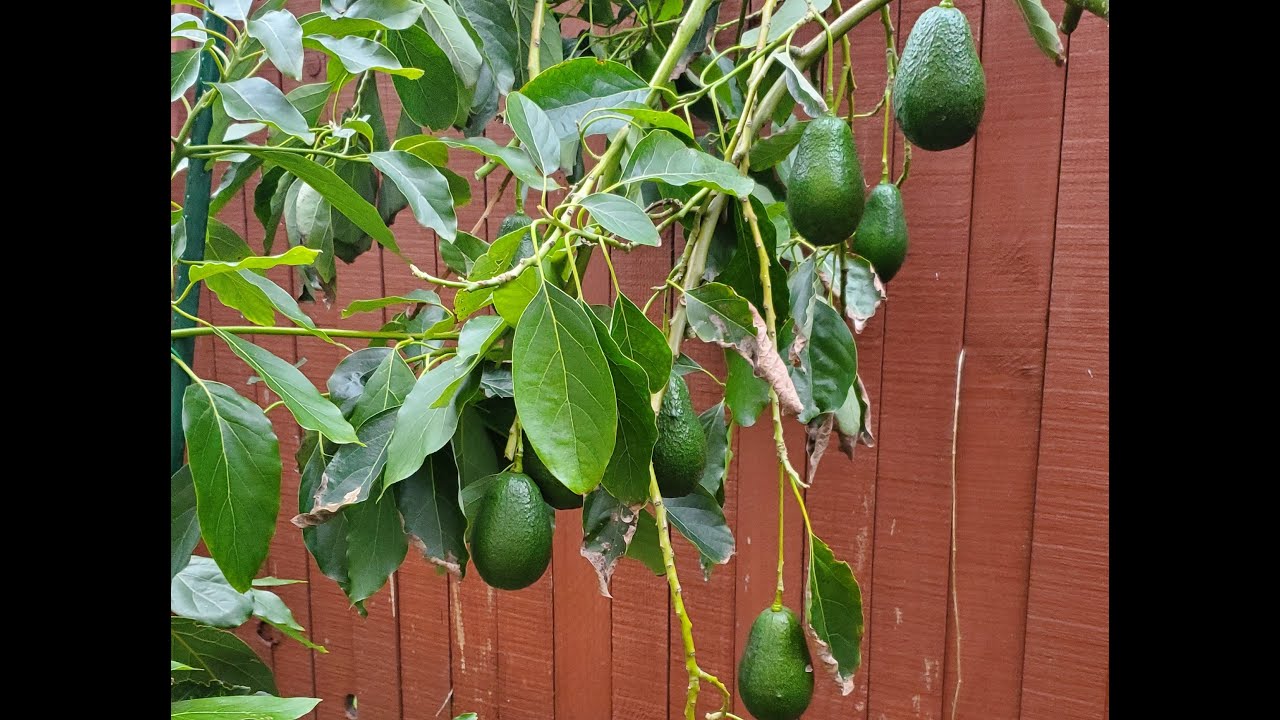 Lamb 🥑Avocado🥑 - heavy producer in the Bay