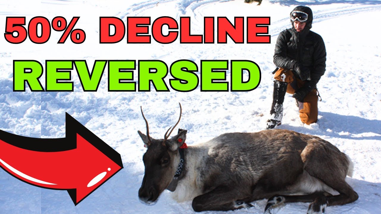 3x POPULATION: The Incredible Comeback of Canada’s Caribou