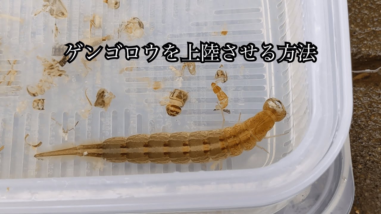 ゲンゴロウ 幼虫飼育法 Part2