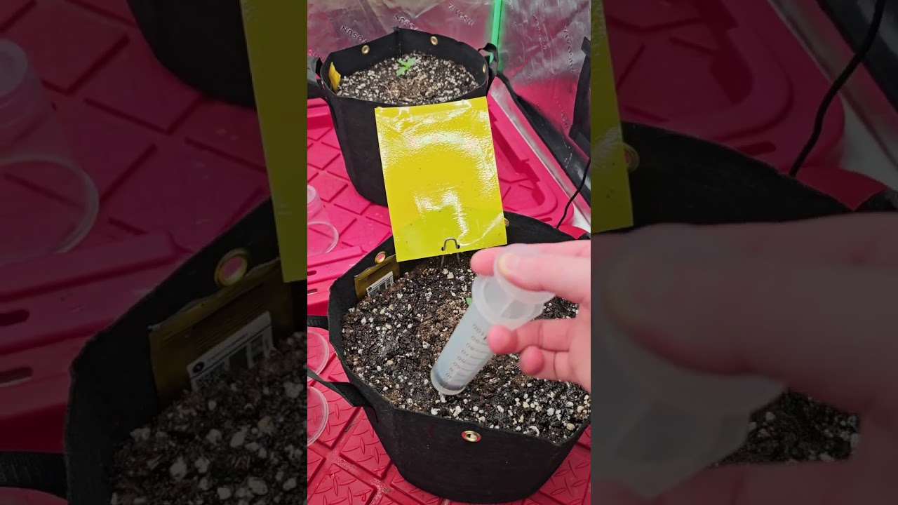 Testing out ways to get rid of soil gnats in the grow tent. Exclusive Fast buds jacket at the end! 