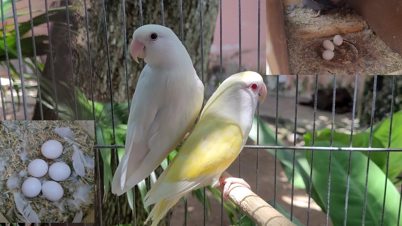 Abertura dos ninhos dos agapornis e mostrando vários filhotes