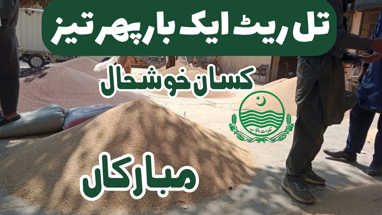 Sesame Price Rising Again in Pakistan | Til Rate Today | Sesame Market Update