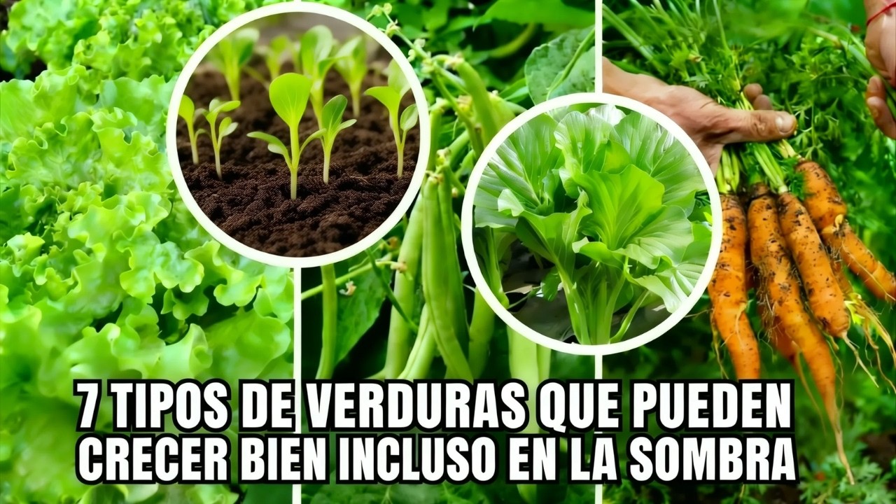 7 Verduras En La Sombra | Prosperan Incluso Bajo Sombra