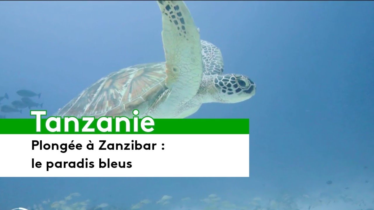 🇹🇿 Plongée à Zanzibar : Le paradis bleu
