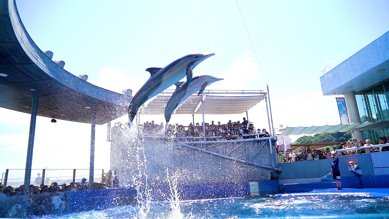 イルカのパフォーマンス 大分マリーンパレス水族館『うみたまご』