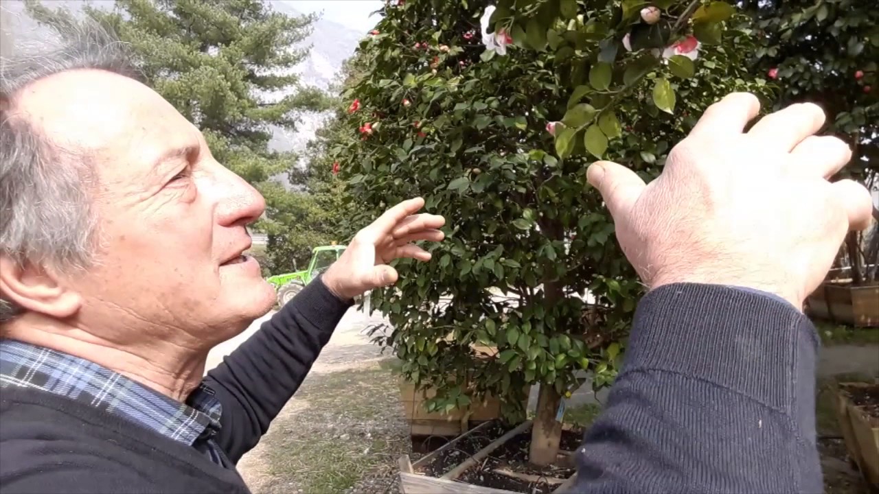 Come si pota la camelia?