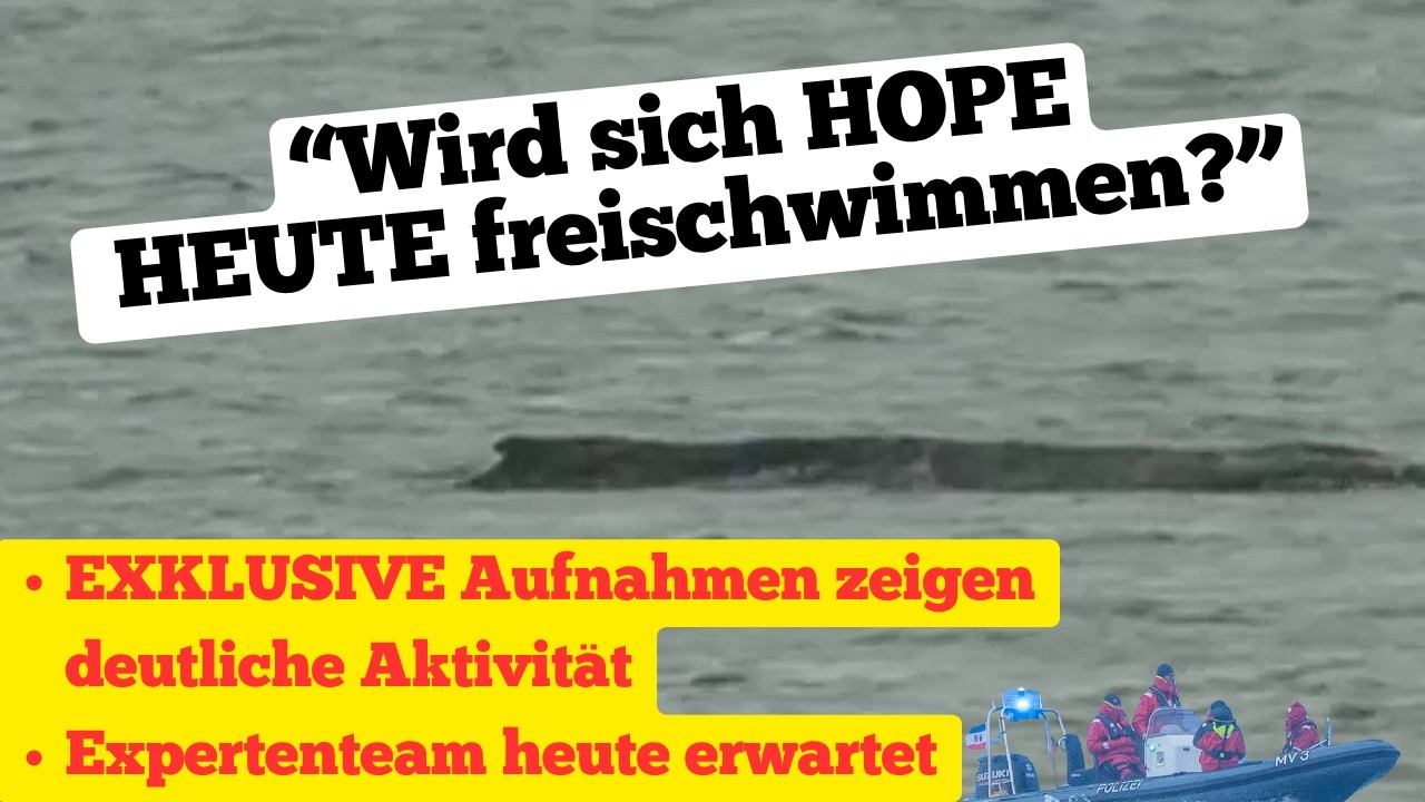 Wird sich #Hope heute #freischwimmen? - Deutliche #Aktivit&auml;t bei Wal in der Bucht!