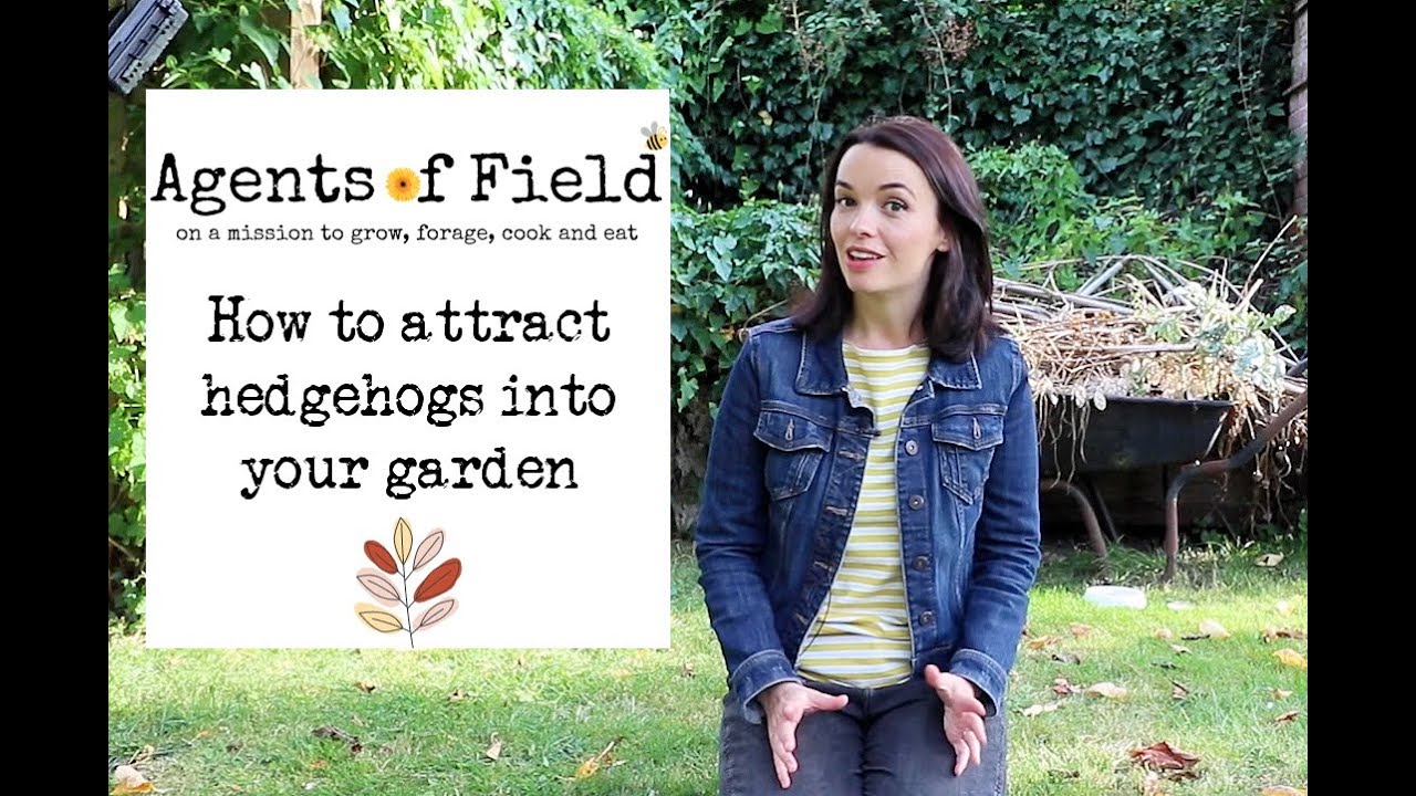 How to attract hedgehogs into your garden