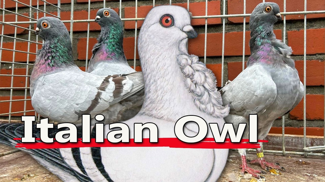 The Italian Owl Explained