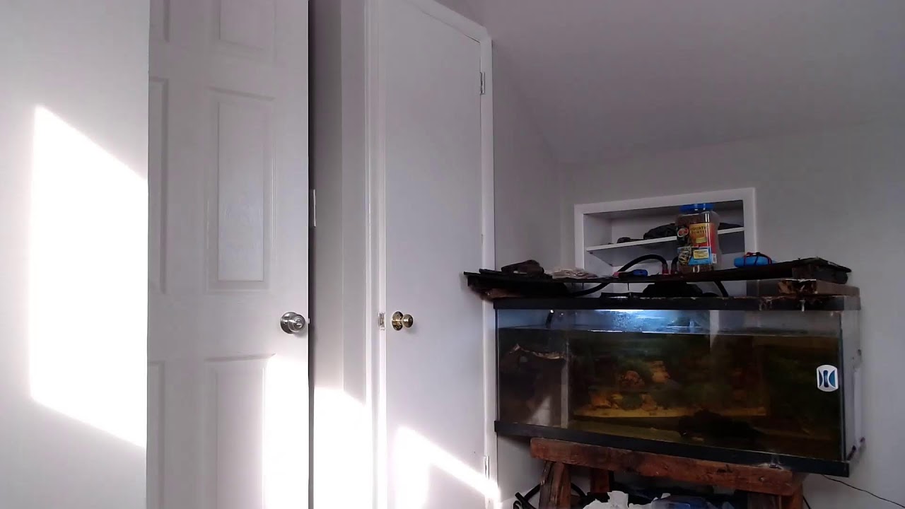 Hang out turtle live