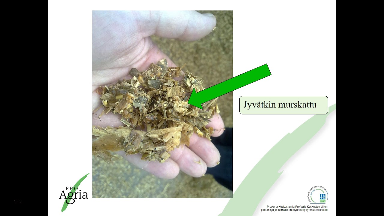 Maissi lypsylehmien ruokinnassa