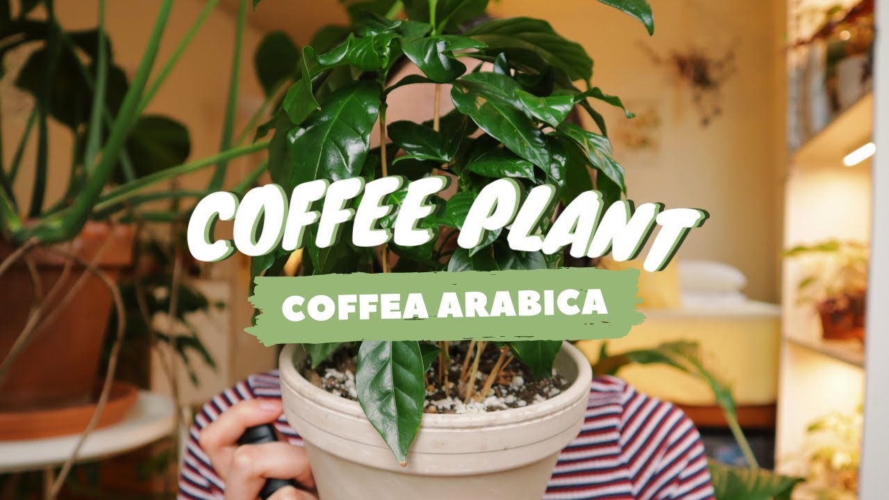COFFEE PLANT CARE INDOORS | why you have brown leaves! | coffea arabica