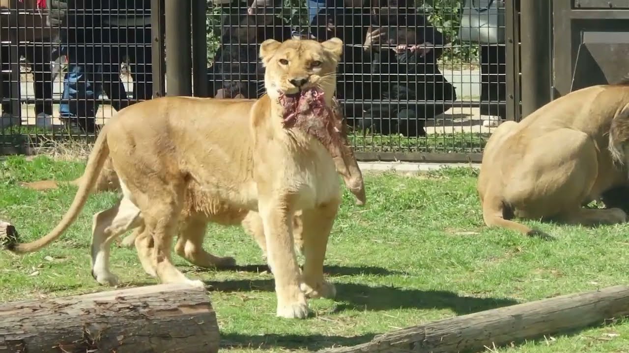 2026.3.8(日)　アース怒る　ライオンの食事２　のんほいパーク　