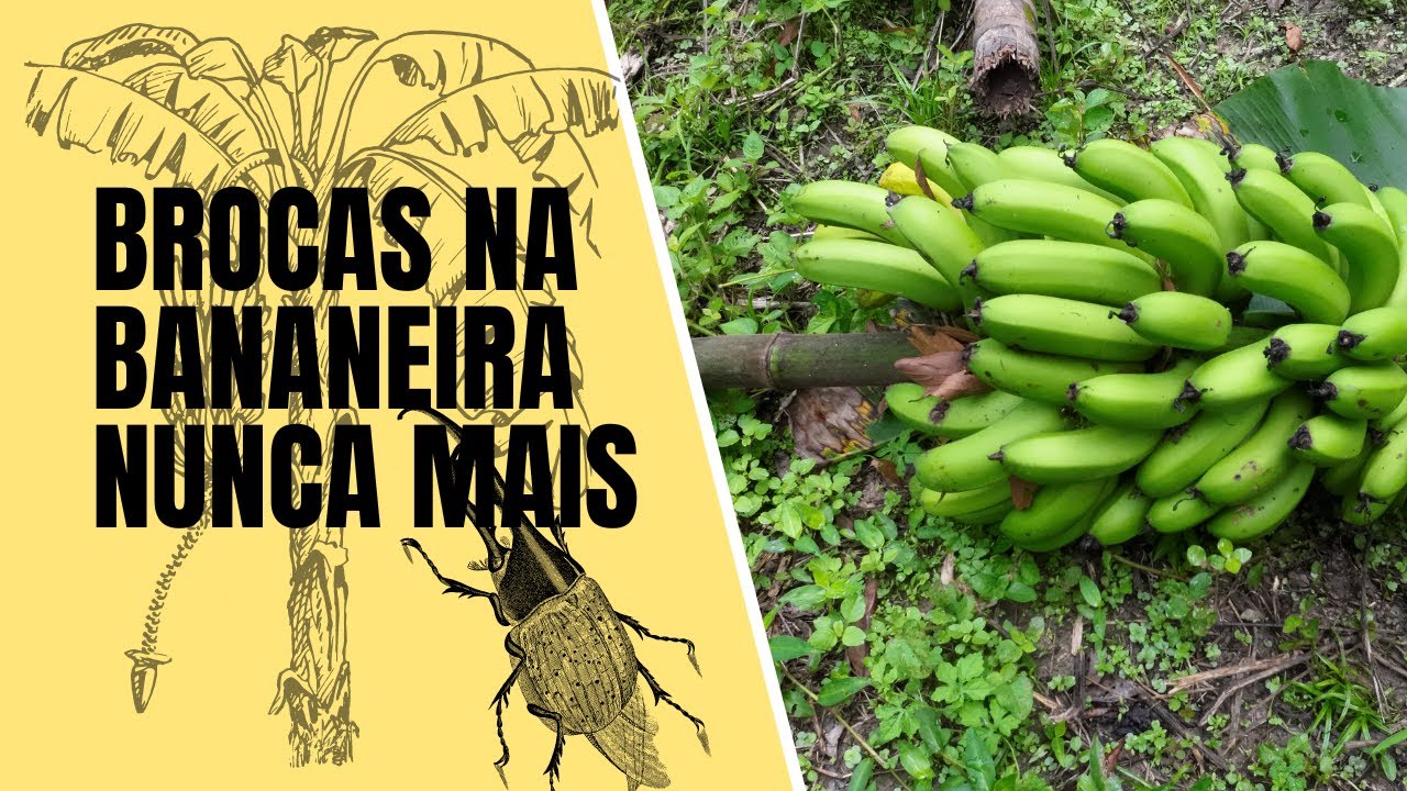 Descubra como acabar com as brocas na sua bananeira... SEM PRODUTOS!
