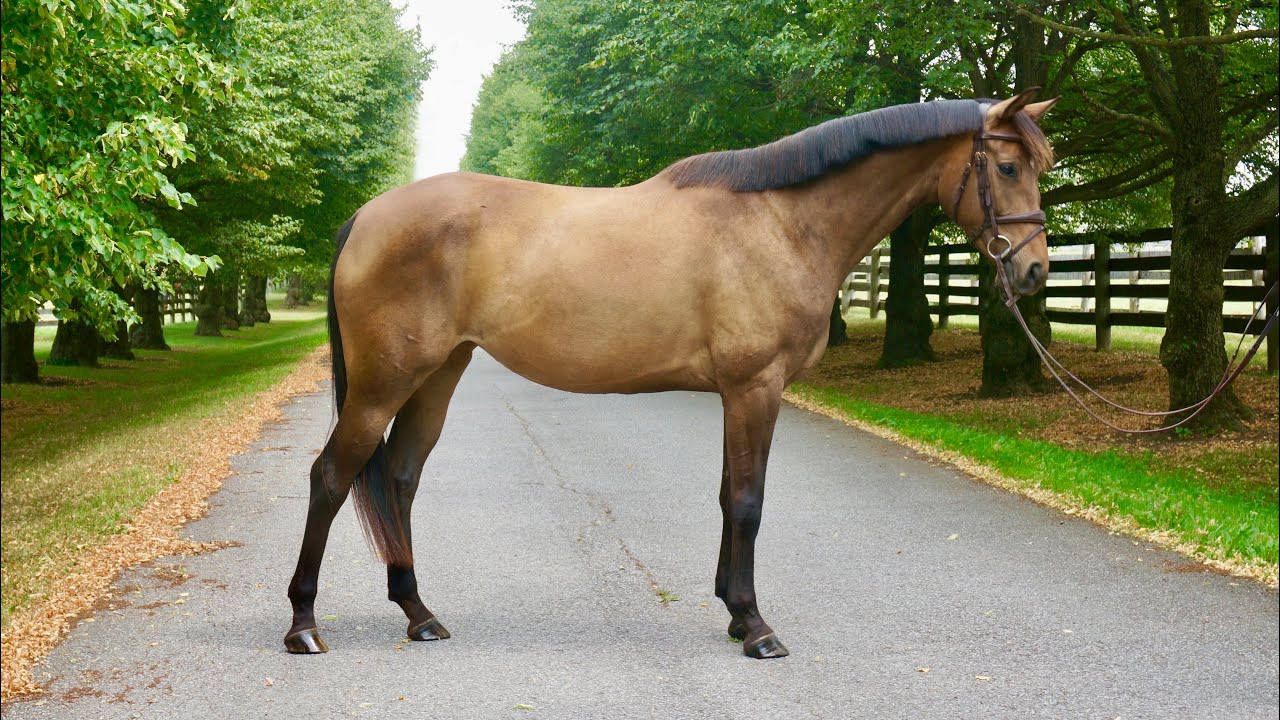 Anika GS jumping under saddle & flatting