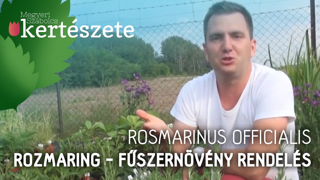 Rosmarinus officinalis - Rozmaring - Fűszer növény rendelés online